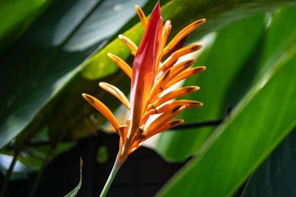 Çarpıcı bir turuncu ve kırmızı Heliconia çiçek tomurcuğunun yakın plan görüntüsü. Çiçek kısmen açılmış, yapısını gösteriyor. Görüntü, bitkinin egzotik, tropikal güzelliğini ve yemyeşil büyümesini yakalar.