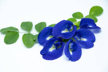 Kelebek çiçekleri (Klitoria ternatea veya Bunga Telang) ve yeşil yaprakları beyaz arka planda sıralanmıştır. Bu izole çekim bitki çayı, doğal gıda boyası ve geleneksel tıbbı temsil etmek için idealdir.