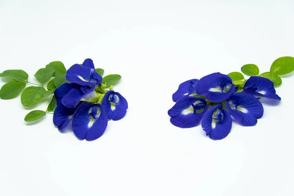 Kelebek çiçekleri (Klitoria ternatea veya Bunga Telang) ve yeşil yaprakları beyaz arka planda sıralanmıştır. Bu izole çekim bitki çayı, doğal gıda boyası ve geleneksel tıbbı temsil etmek için idealdir.