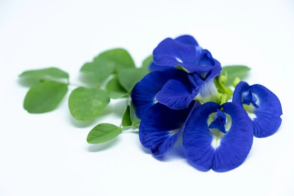 Kelebek çiçekleri (Klitoria ternatea veya Bunga Telang) ve yeşil yaprakları beyaz arka planda sıralanmıştır. Bu izole çekim bitki çayı, doğal gıda boyası ve geleneksel tıbbı temsil etmek için idealdir.