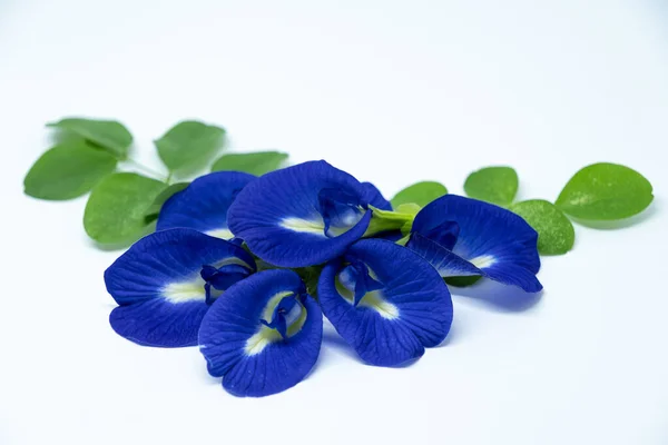 Kelebek çiçekleri (Klitoria ternatea veya Bunga Telang) ve yeşil yaprakları beyaz arka planda sıralanmıştır. Bu izole çekim bitki çayı, doğal gıda boyası ve geleneksel tıbbı temsil etmek için idealdir.