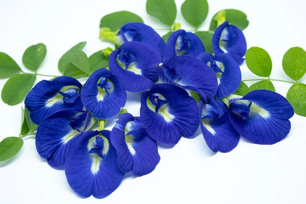 Kelebek çiçekleri (Klitoria ternatea veya Bunga Telang) ve yeşil yaprakları beyaz arka planda sıralanmıştır. Bu izole çekim bitki çayı, doğal gıda boyası ve geleneksel tıbbı temsil etmek için idealdir.