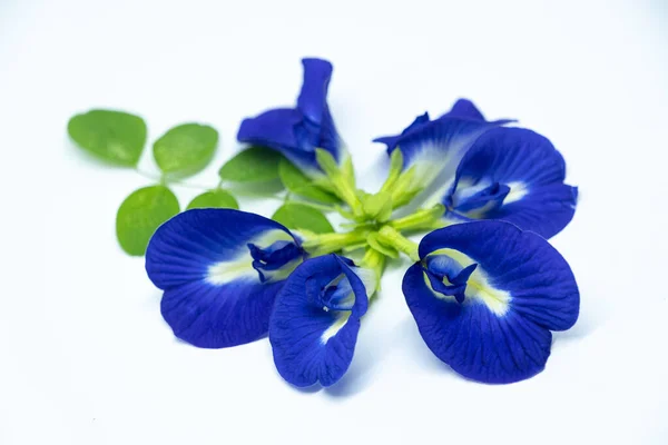 Kelebek çiçekleri (Klitoria ternatea veya Bunga Telang) ve yeşil yaprakları beyaz arka planda sıralanmıştır. Bu izole çekim bitki çayı, doğal gıda boyası ve geleneksel tıbbı temsil etmek için idealdir.