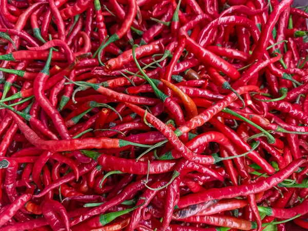 Büyük bir yığın uzun, ince, kıvrımlı yeşil saplı kırmızı biber. Resim, Endonezya / Asya mutfağını veya sıcak yemeklerde kullanılan organik ürünleri temsil etmek için ideal yoğun kırmızı renk ve yoğun dokuyu vurgular.
