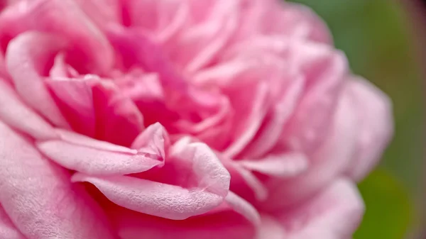 Pembe bir gülün yumuşak, kadife yapraklarına odaklan. Yüzeye yapışan çiy damlaları ya da yağmur damlaları, bulanık yeşil bir zemin üzerine kurulmuş narin doku ve tazeliği vurguluyor. Romantizm ve güzellik temaları için ideal.