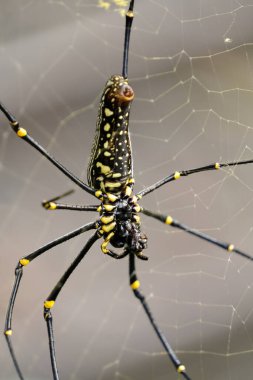 Altın küre örümceği ağıyla yakalanan avını yiyor. Yumuşak yeşil arka planda detaylı bacaklar, işaretler ve ipek yapısını gösteriyor. Doğa ve vahşi yaşam temaları için ideal
