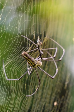 Altın küre örümceği ağıyla yakalanan avını yiyor. Yumuşak yeşil arka planda detaylı bacaklar, işaretler ve ipek yapısını gösteriyor. Doğa ve vahşi yaşam temaları için ideal