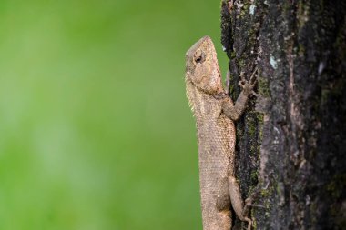 Kertenkele ağaç gövdesine yapışmış, kabuklu ve yumuşak yeşil bir arka planı var. Detaylı ölçekleri ve doğal yaşam davranışlarını gösteriyor..