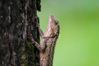 Kertenkele ağaç gövdesine yapışmış, kabuklu ve yumuşak yeşil bir arka planı var. Detaylı ölçekleri ve doğal yaşam davranışlarını gösteriyor..