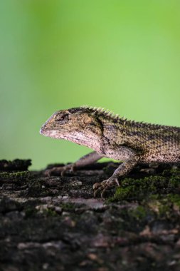 Yosun tutmuş bir kütüğe uzanan kertenkele, pürüzsüz yeşil bir arka planda, detaylı pulları, doğal renkleri ve orman ortamındaki sakin yaban hayatı davranışlarını gösteriyor..