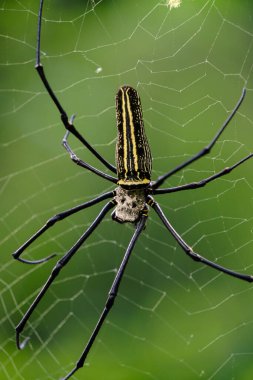 Altın küre örümceği ağıyla yakalanan avını yiyor. Yumuşak yeşil arka planda detaylı bacaklar, işaretler ve ipek yapısını gösteriyor. Doğa ve vahşi yaşam temaları için ideal