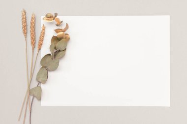 Tarafsız bir masada kurumuş okaliptüs ve altın kulaklı beyaz davetiye maketi. 5x7 oran, A6 'ya benzer, A5 kopyalama alanı. İskandinav tarzı