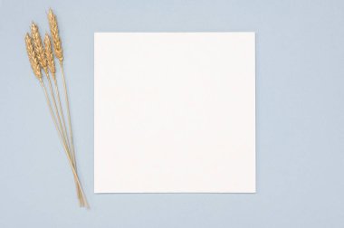 Beyaz kağıt boş, altın rengi kurumuş çimen süslemesi tarafsız arka planda. Tarafsız pastel masada beyaz kare davetiye modeli. Düz konum, üst görünüm, kopyalama alanı, modelleme