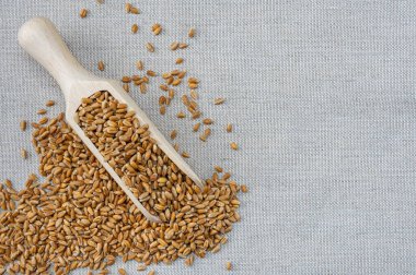 Çuval bezi arka planında tam buğday taneleri. Buğday taneleri tarımsal arka plan. Hasat, tahıl, tahta kaşık.