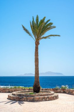 Arkasında deniz ve gökyüzü olan yüksek hurma ağaçları... yaz tatili. dikey resim