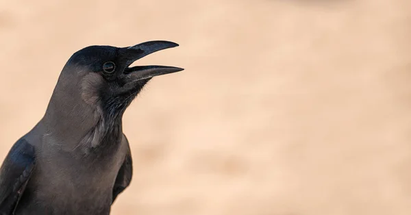 在自然界的栖息地里 黑鸟的鸣叫或鸣叫带有张开的嘴 黑色的鸟 呈模糊的中性米色背景 复制空间 — 图库照片