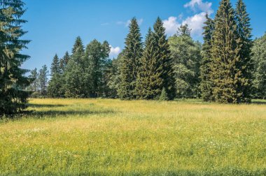 Yazın açık havada beyaz ve sarı karahindibalı yeşil alan. Gündüz vakti açık yeşil yaz tarlası. Otlak arazisi gökyüzü ve çimen arka planda bir parkta