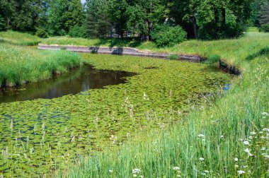 Nilüferlerle kaplanmış sakin bir orman nehri güzel bir yeşillik ortamında. Nehir ve nilüferlerle dolu doğal yaz manzarası. Park 'ta göl ya da nehir olan doğal bahar manzarası