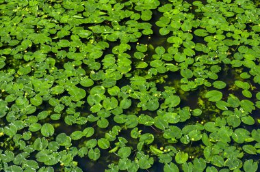 Nilüfer çiçeği. Zambak arkaplan, doku. Su zambaklarıyla kaplanmış göl. Üst Manzara Yeşil Yapraklar Lotus ya da Hardy Water Lily Nymphaeaceae ailesinden su ile gölün karanlık yüzeyi