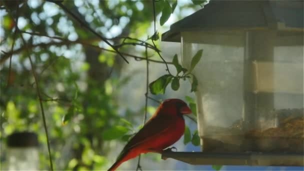 Observan aves silvestres — Vídeo de stock