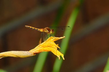 Dişi sonbahar çayırkuşu yusufçuk sarı bir çiçeğin üzerinde dinleniyor.