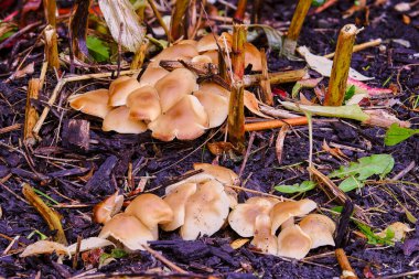 Sonbaharda saman yatağında kahverengi mantarlar
