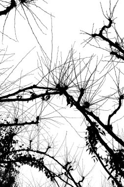 Dalları ile gökyüzü