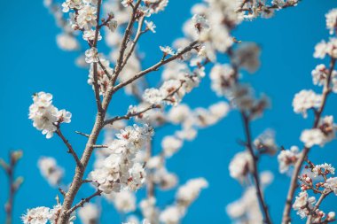 Bahar Çiçeği ve Mavi Gökyüzü