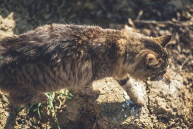 Kirli Kedi Fare Yakalıyor