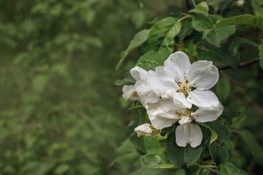 Bahar Elması Çiçeği Yeşil Yapraklar