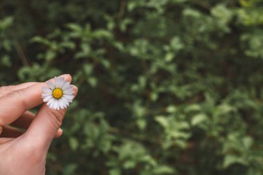 Daisy Yeşil Arkaplanda