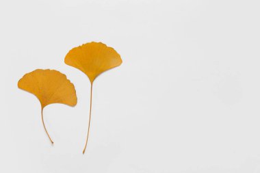 Sarı Altın Ginkgo Beyaz Arkaplanda Yapraklar