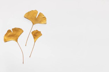 Sarı Altın Ginkgo Beyaz Arkaplanda Yapraklar