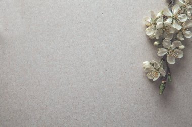 Arka planda kiraz çiçeği, stil sahibi, klasik, beyaz arka plan, kapat