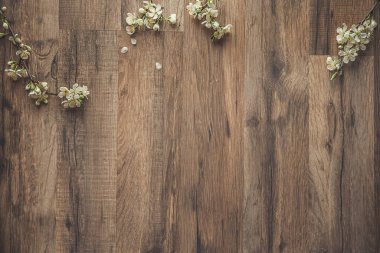 Arka planda kiraz çiçeği, stil sahibi, klasik, beyaz arka plan, kapat