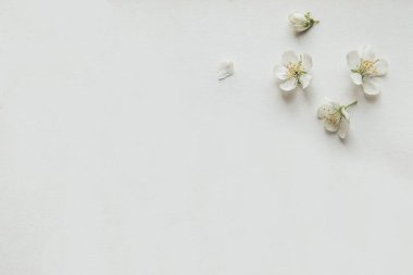 Arka planda kiraz çiçeği, stil sahibi, klasik, beyaz arka plan, kapat