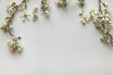 Arka planda kiraz çiçeği, stil sahibi, klasik, beyaz arka plan, kapat