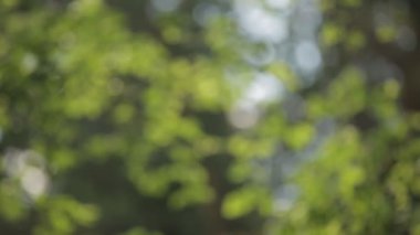 yeşil yeşillik bokeh