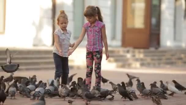 Two little girls sister feeding pigeons in the Park. children in outdoor — Stock Video