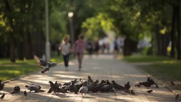 Дві маленькі дівчата, сестри, щоб переслідувати голубів у парку. діти на відкритому повітрі — стокове відео
