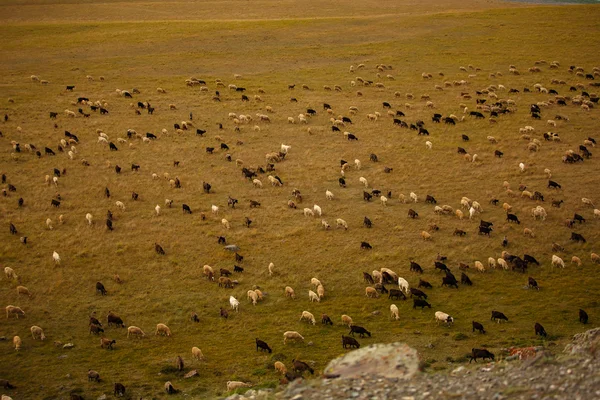 Un sacco di pecore su un prato verde dall'alto — Foto Stock