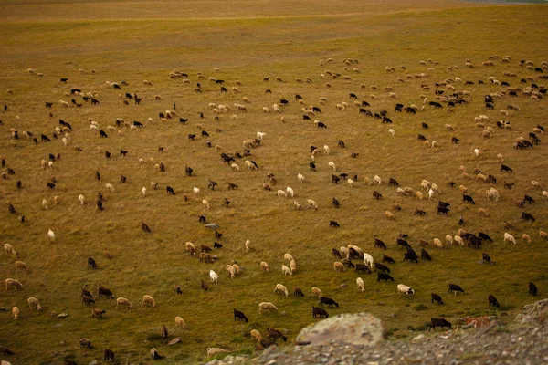 En hel del fåren på en grön äng från ovan — Stockfoto