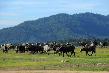 Tay buffalo bir alanda otlatma