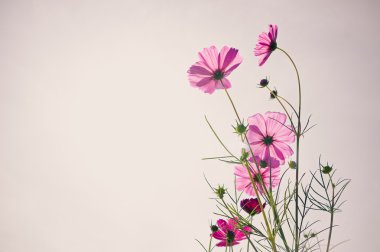 Pembe cosmos çiçeklerle vintage tarzı arka plan bulanıklık