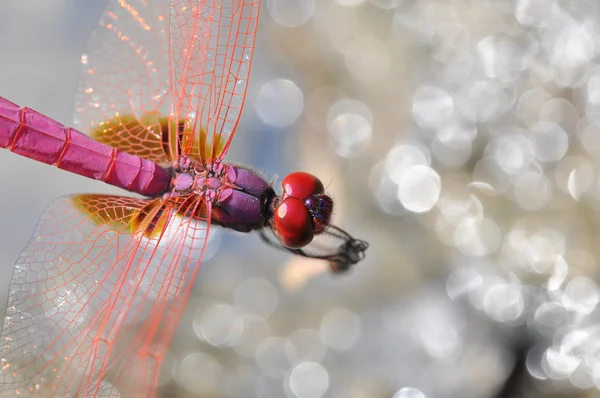 Gros plan sur Dragonfly — Photo