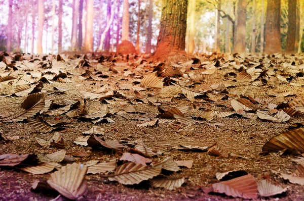Vintage color of Dry leaves