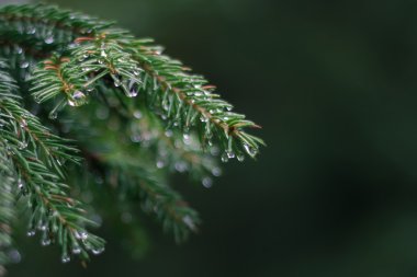 Çiğ damlaları ile şube çam