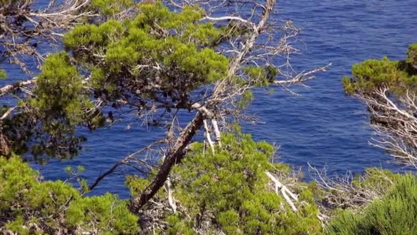 青い海と崖線の緑豊かな植生 — ストック動画