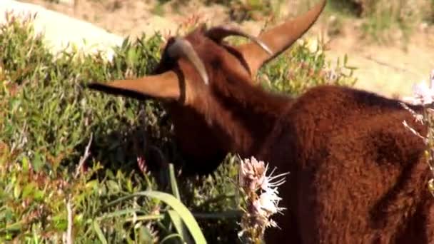 Grazing cabra en las montañas — Vídeo de stock