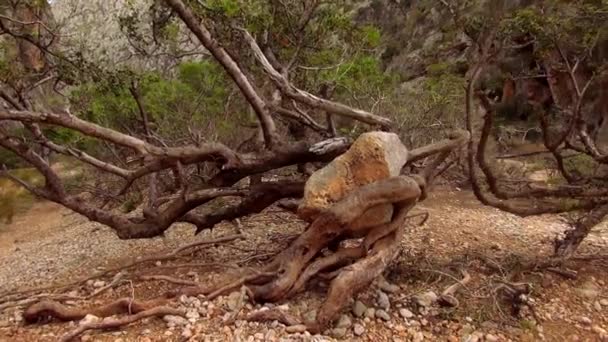 Vilda naturen i en kanjon i bergen på Mallorca — Stockvideo